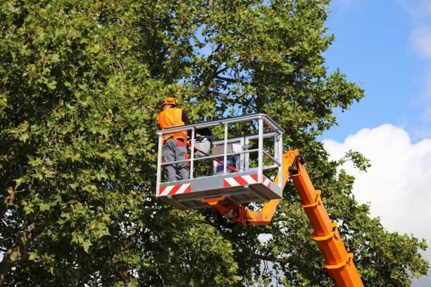 Why Choose Our Tree Removal Services in Charlestown, IN?