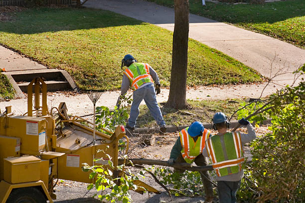 Best Tree Maintenance Programs  in Charlestown, IN