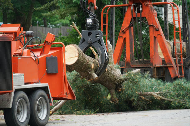 Best Stump Grinding and Removal  in Charlestown, IN